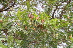 Chloroxylon swietenia